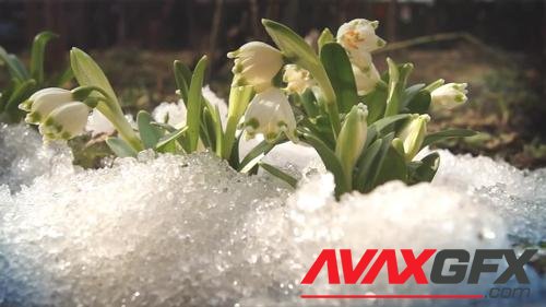 MotionArray – Melting Snow And Snowdrops 1047838