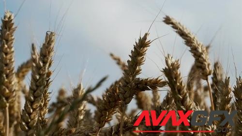 MotionArray – Wheat Crop Stems Swaying 1047817