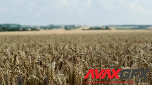MotionArray – Wheat Corn Field Swaying 1047814