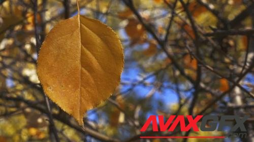 MotionArray – Autumn Leaf 1047804