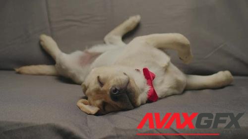 MotionArray – Labrador Retriever Puppy Sleeping 1048635