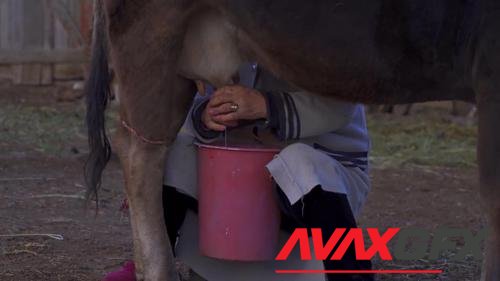 MotionArray – Milking A Cow On A Red Bucket 1051944