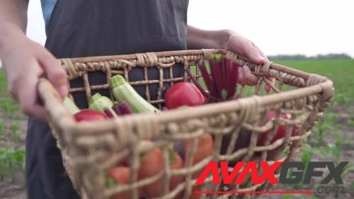 MotionArray – Farmer Holding A Box Vegetables 1051931