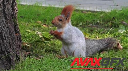 MotionArray – A Squirrel Nibbles Nuts 1053148