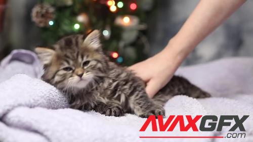 MotionArray – A Kitten On Christmas Decoration 1053083