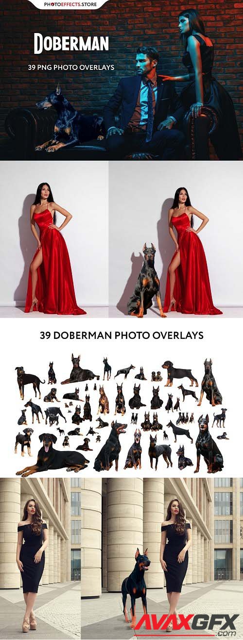 39 Doberman Photo Overlays - 6652849