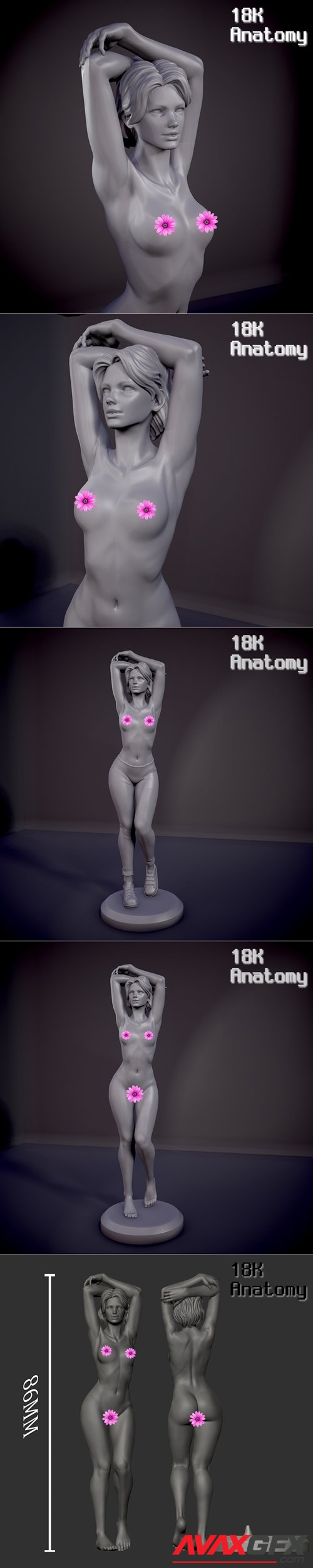 18K Anatomy - Woman remastered – 3D Printable STL