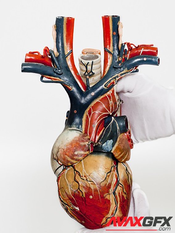 Anatomical Heart Model for Medical 3D Printable STL