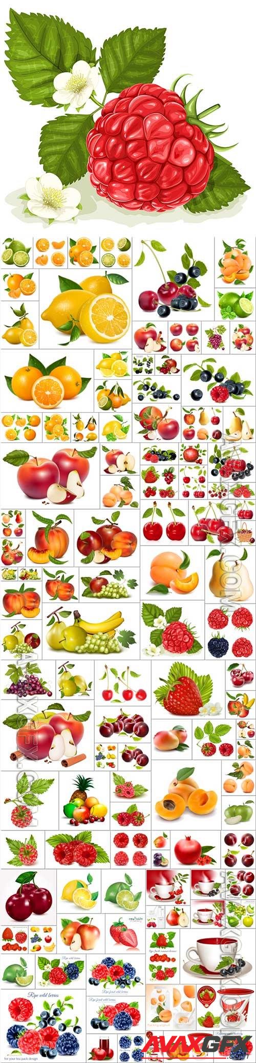 Fruits, berries, citrus bundle vol 1