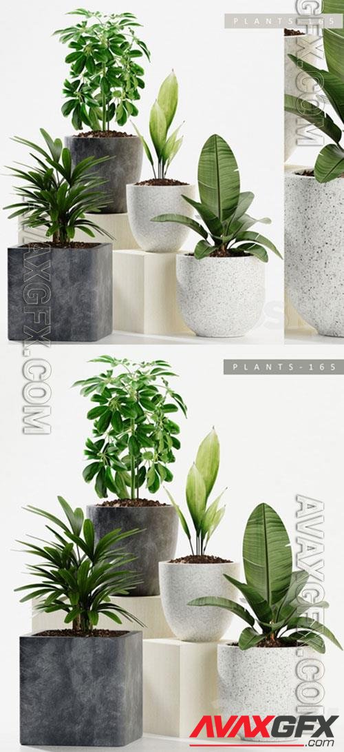 3D Models PLANTS 165