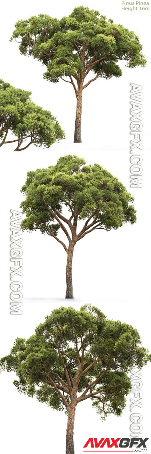 3D Models PINE