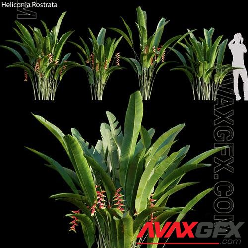 3D Models HELICONIA ROSTRATA 01