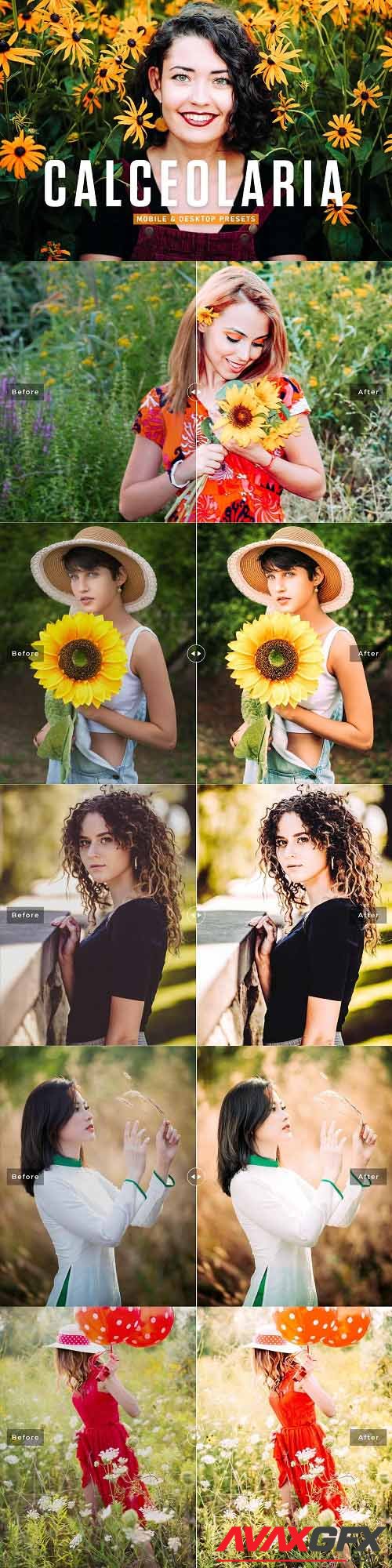 Calceolaria Pro Lightroom Presets - 6926787