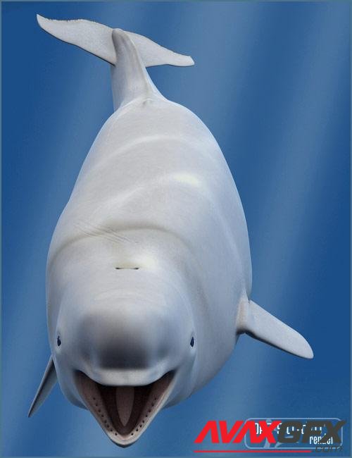 Beluga White Whale