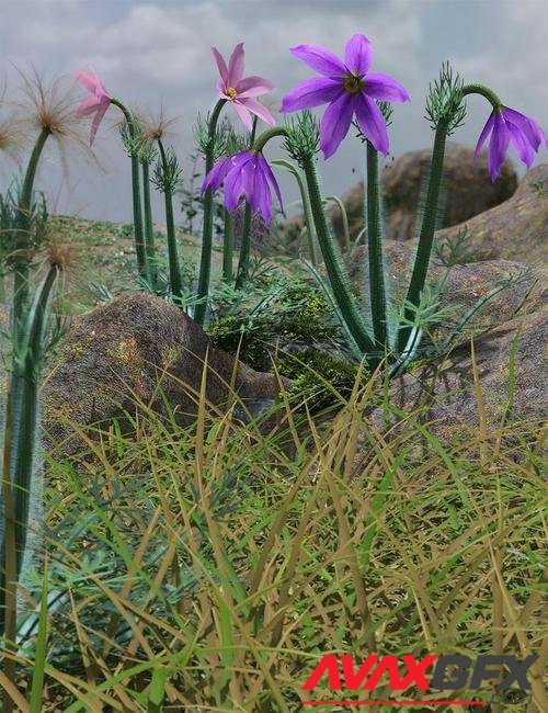 Tiny Flowers - Pulsatilla - Pasque flowers