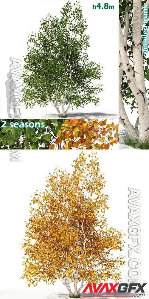 3D Models Betula pendula multi stem V02