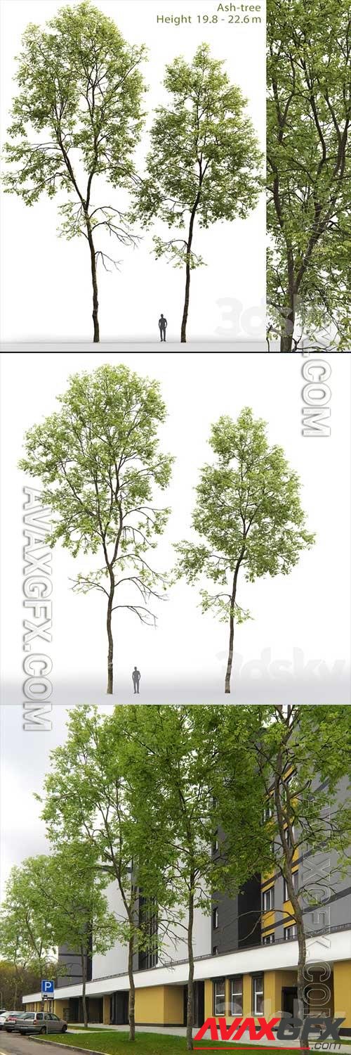 3D Models Ash Tree 6