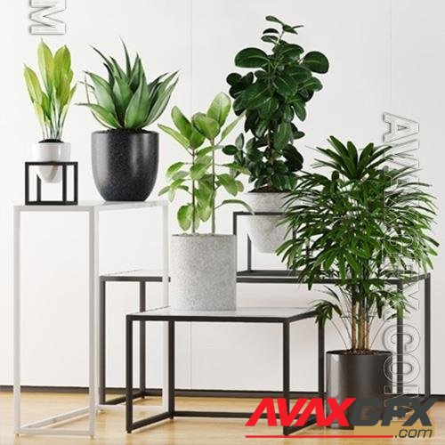 3D Models Plants 203