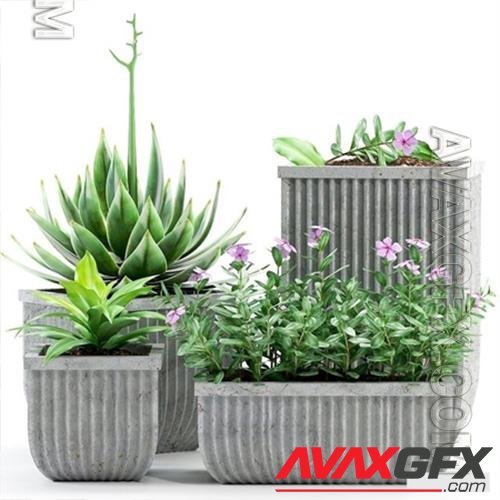 3D Models Plants 209