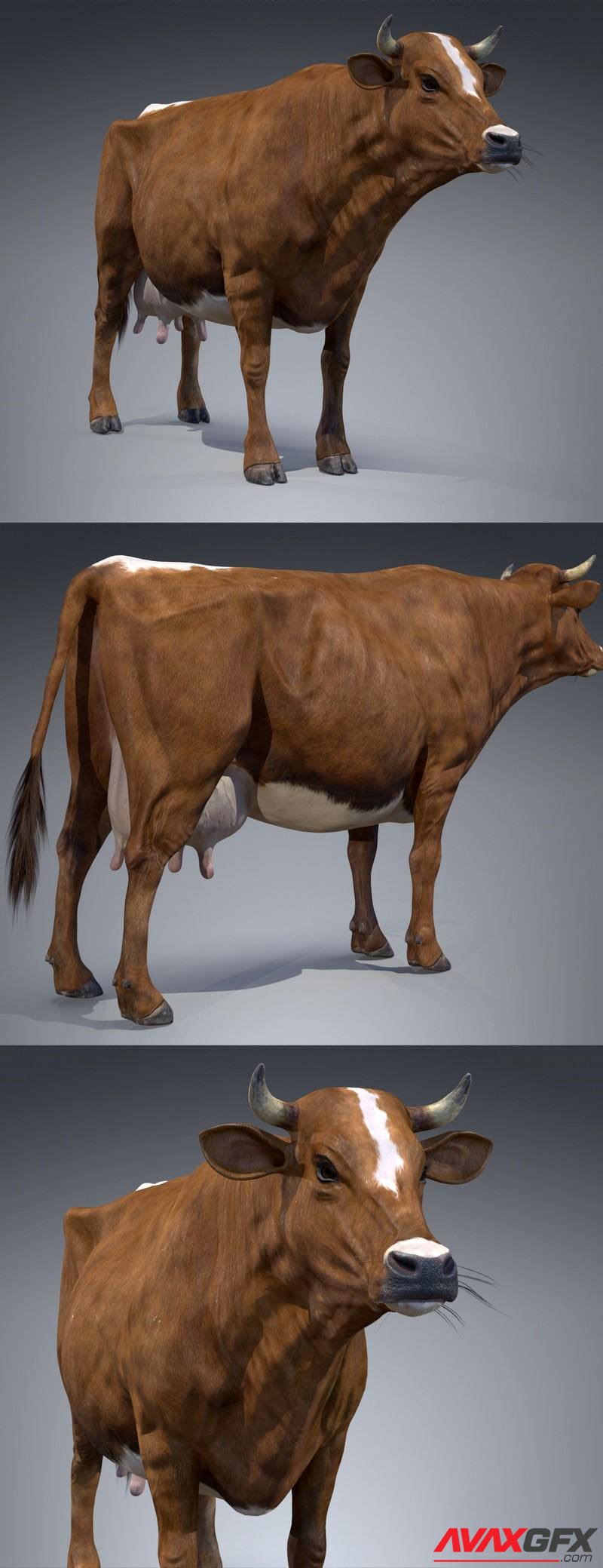 Red Milch Cow 3D
