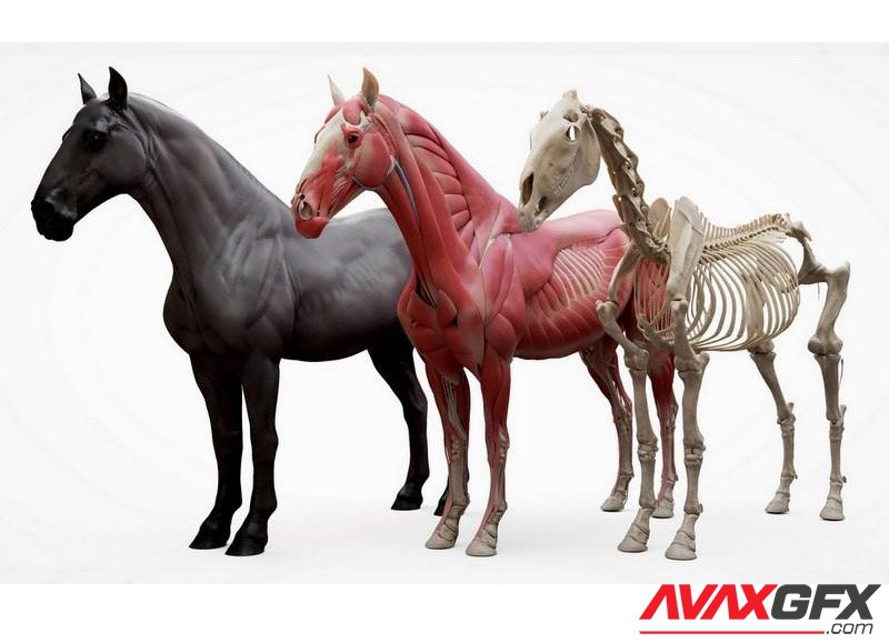 3D Scan Store – Horse Ecorche