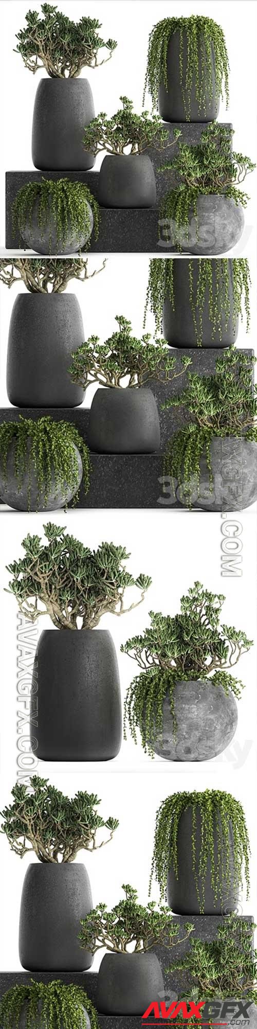 Plant collection 810. Money tree, Crassula, outdoor flowerpot, bushes, climbing plants, Crassula, succulents 3D Model