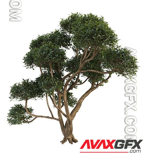 Phillyrea latifolia 3 3D Model