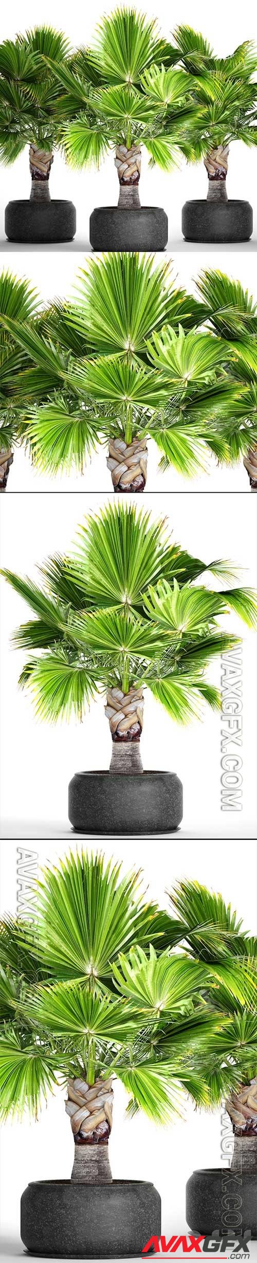 Brahea palm edulis 3D Model