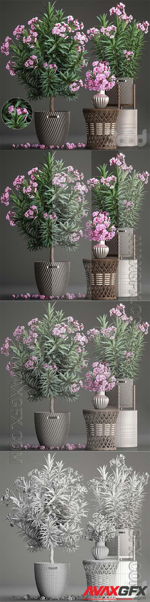 Oleander, plant collection 268 3D Model