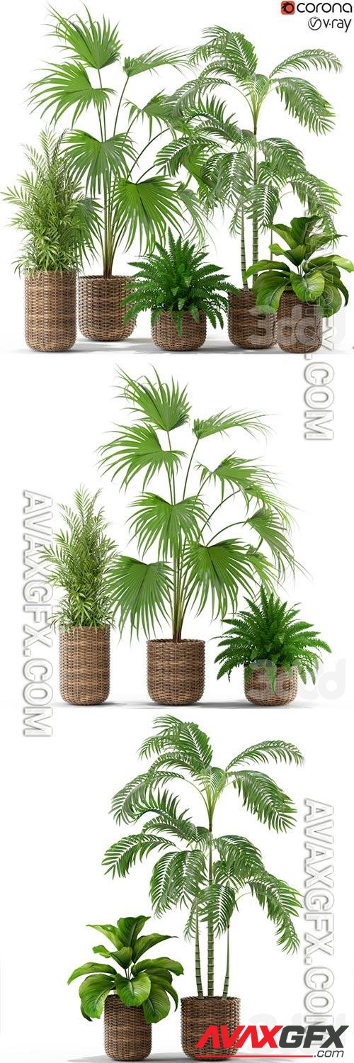 Plants collection 338 3D Model