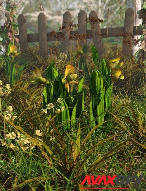 Slipper Orchids - Low Resolution Flowers