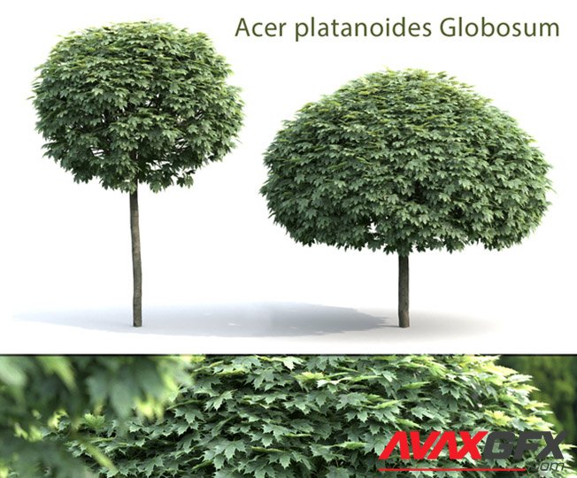 Maple Globozum 3D