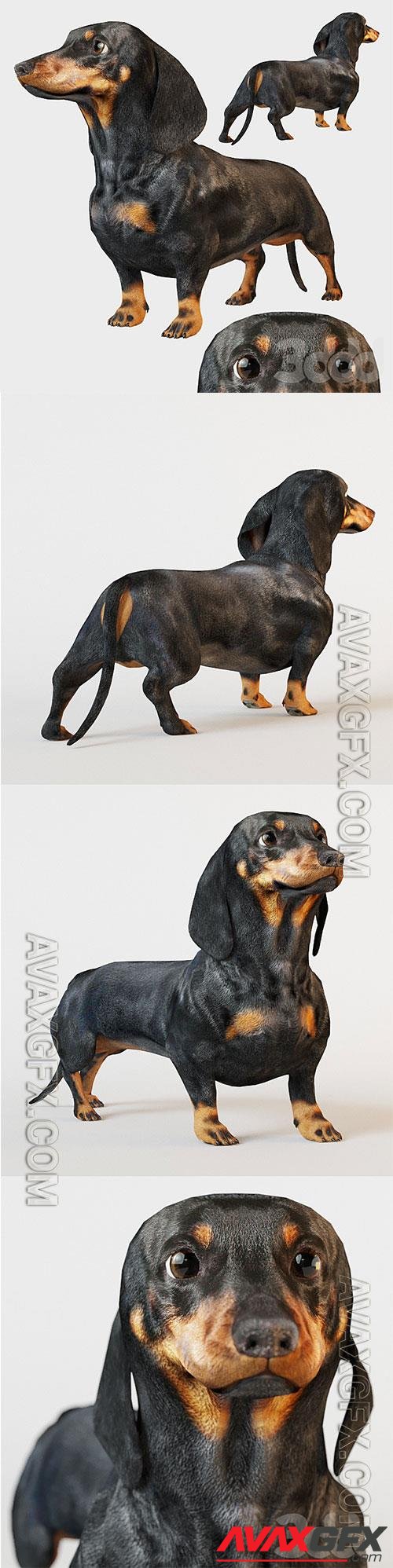 Black dachshund 3D Model