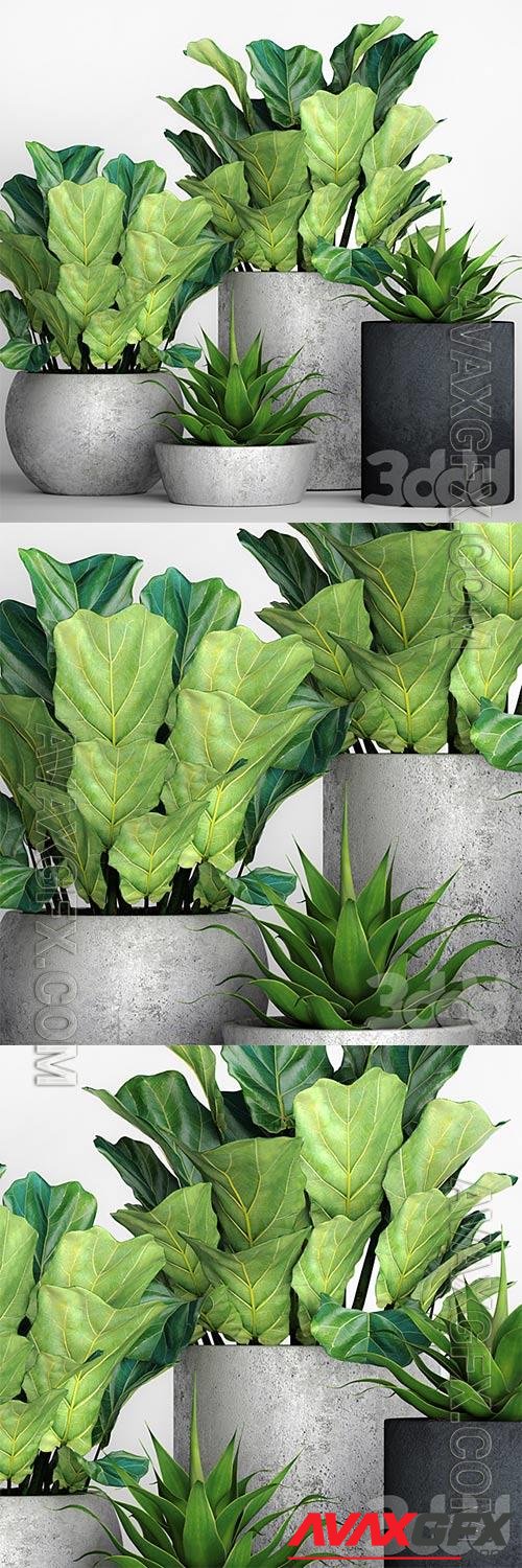 The collection of plants in pots 18 3D Model