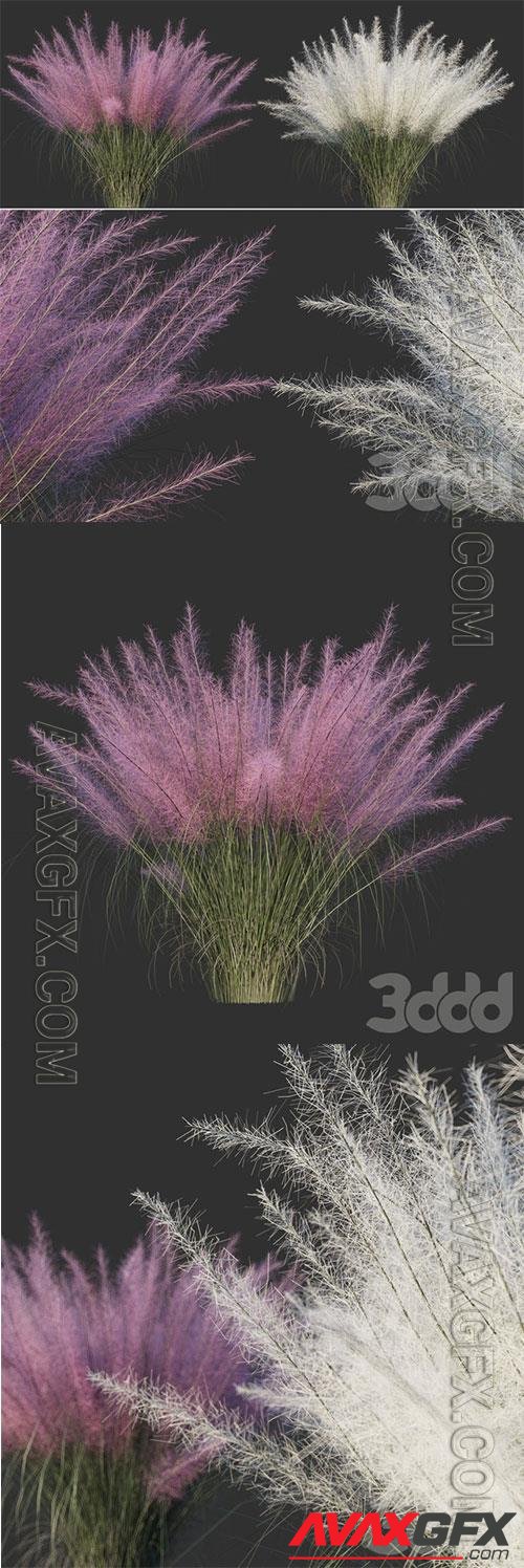 Muhlenberg hairy  Muhlenbergia capillaris 3D Model