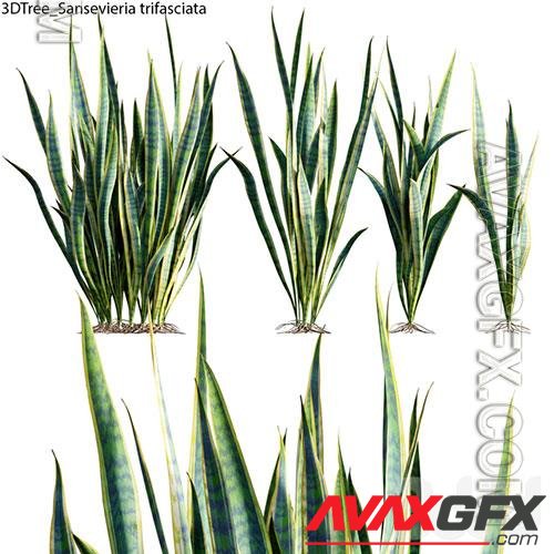 Sansevieria trifasciata 01 3D Model