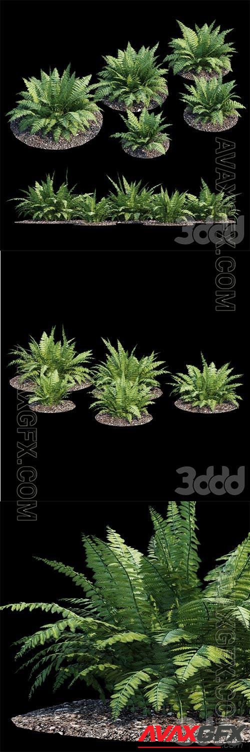 Fern bush 3D Model