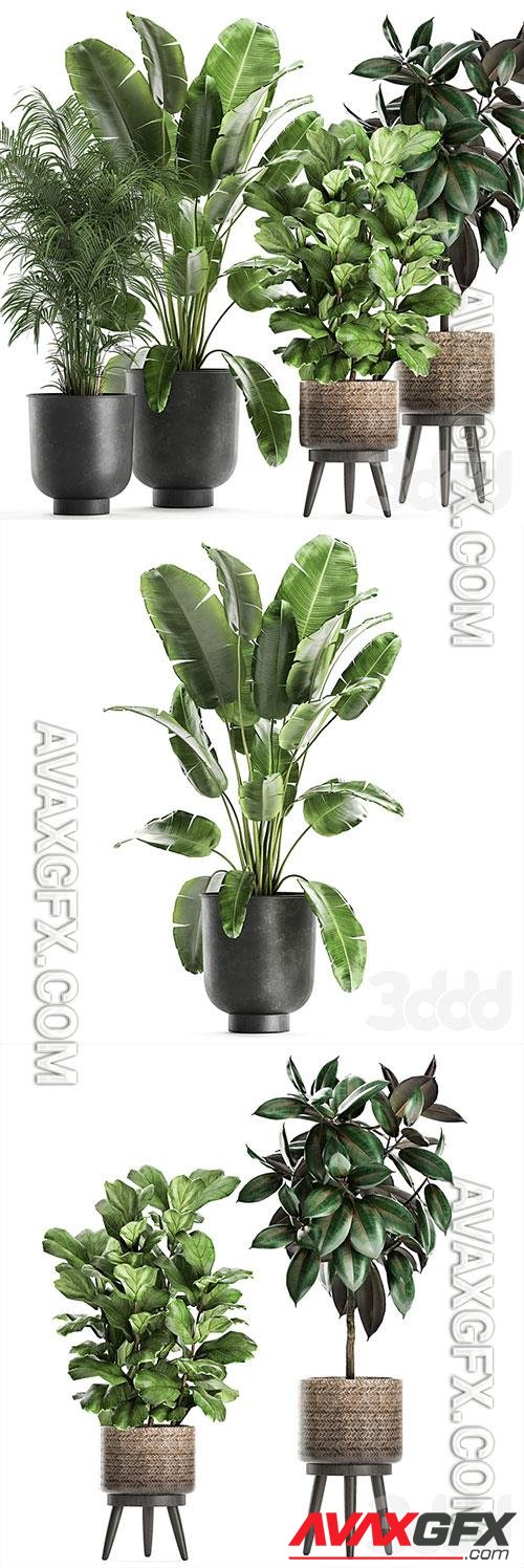 Plant collection 860 3D Model