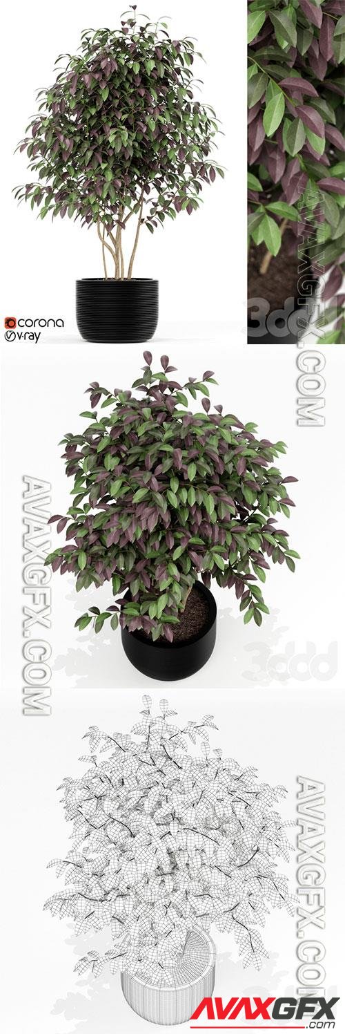 Plants Collection 162 3D Model