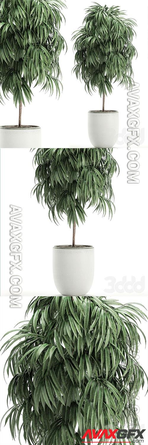 Plant Collection Ficus Alii 501 3D Model