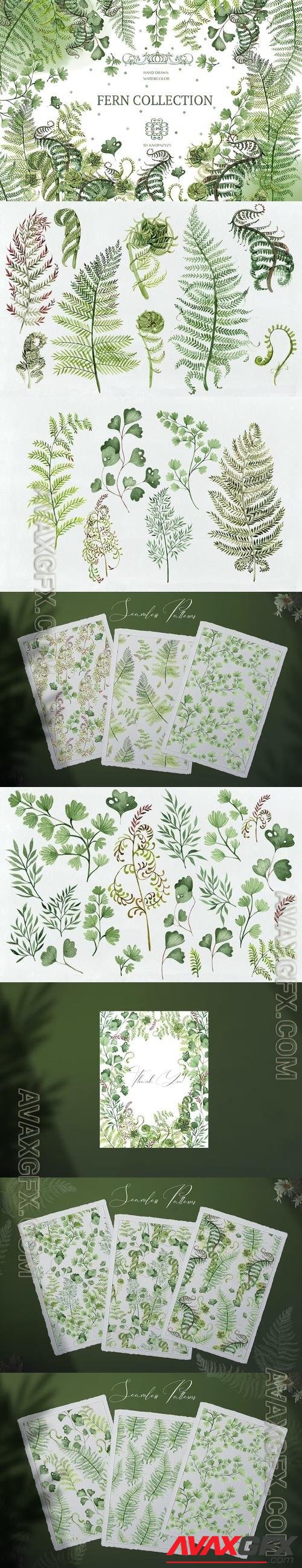 Watercolor Fern Collection W7MKD4F