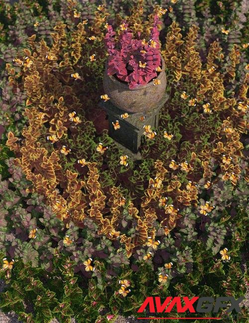 Fabulous Foliage - Low Res Coleus Plants