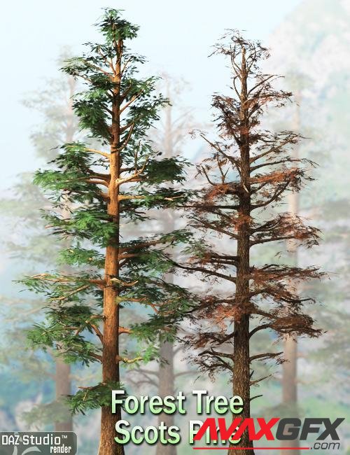 Forest Tree - Scots Pine