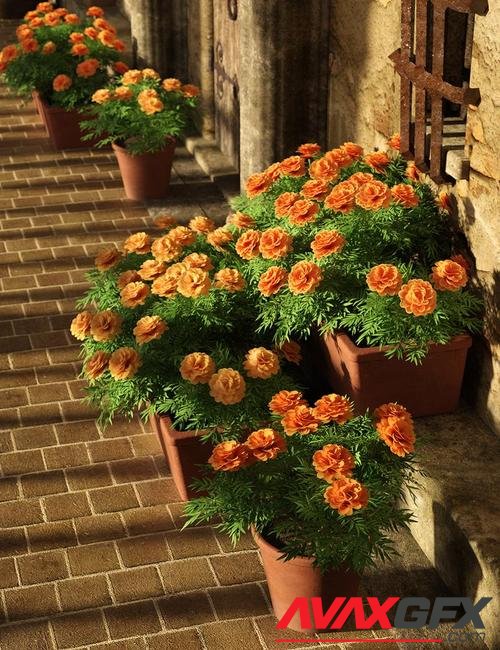 Predatron Marigolds