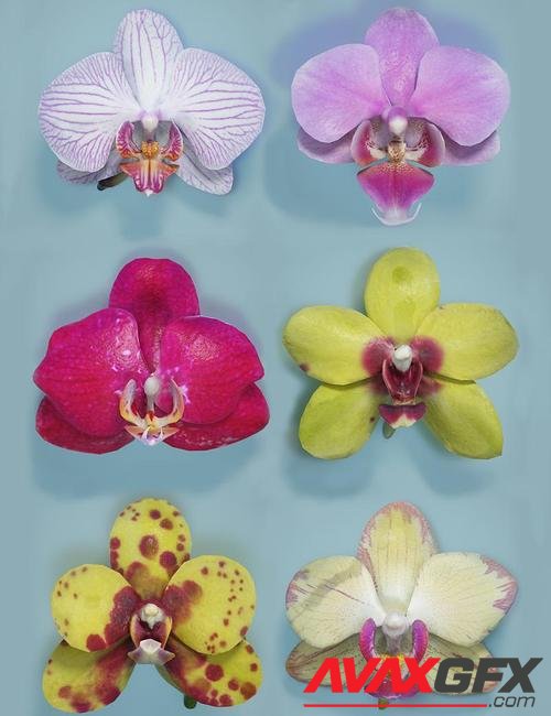 6 Orchids
