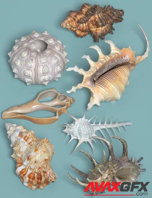 7 Sea Shell Props