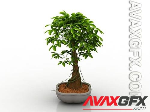 Plant house bonsai 3D Models