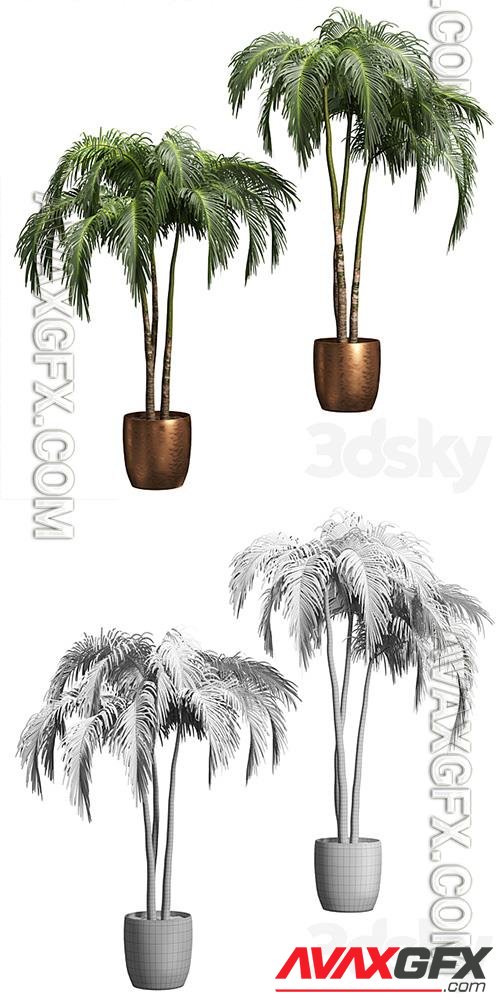 Palms in Tubs 6 Models 3D Models