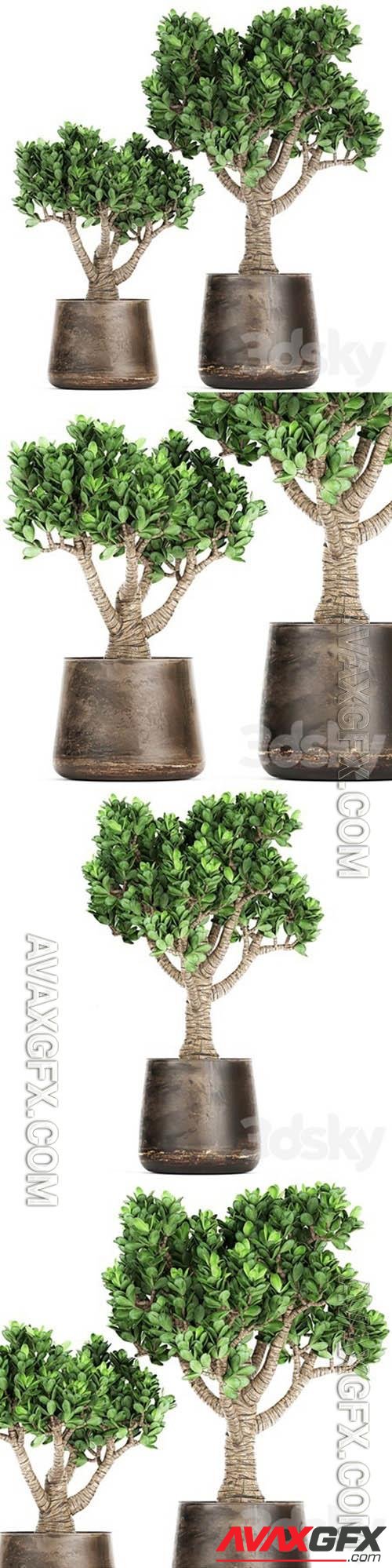 Plant Collection Crassula 930 3D Models