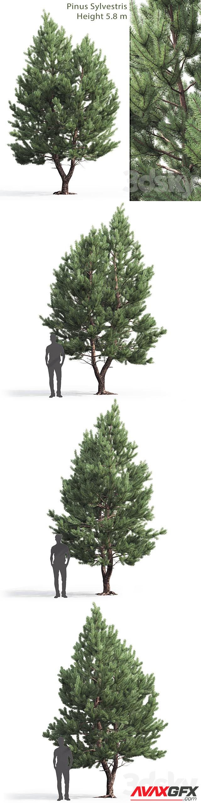 Pine